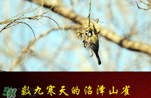 2017年三九四九是什么時候？2017年四九是哪天？