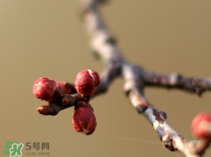 六九是幾號？2017年六九是哪天？