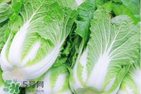 2017過年白菜會漲價嗎？2017年春節白菜價格預測