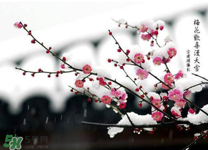梅花可以放臥室嗎？梅花放在臥室風水好嗎？