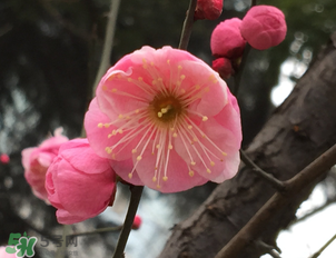 梅花可以放臥室嗎？梅花放在臥室風水好嗎？