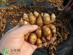 沙姜是什么姜?沙姜和生姜的區別