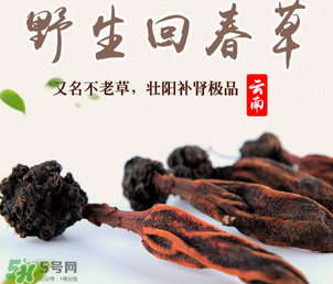 回春草多少錢一斤？回春草多少錢一克？