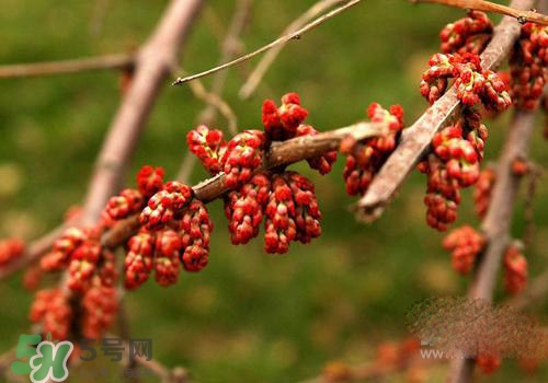 高血脂泡腳用什么藥好？高血脂用什么藥泡腳？