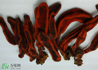 回春草有什么功效？回春草的功效與作用 