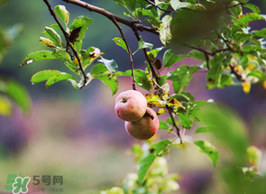 野蘋果可以泡酒嗎？野蘋果泡酒有什么功效？