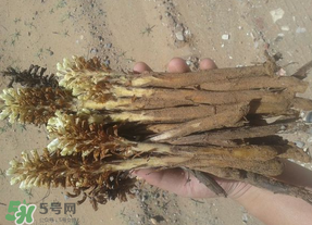 野生肉蓯蓉多少錢(qián)一斤？肉蓯蓉價(jià)格一斤多少錢(qián)？