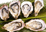 生蠔多少錢一斤？生蠔一斤有幾個？