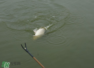 立春能釣魚嗎？立春好釣魚嗎？