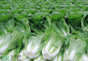 臘月吃什么蔬菜？臘月吃什么素菜？