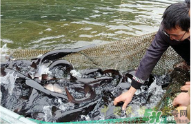 鴨嘴魚多少錢一斤？野生鴨嘴魚多少錢一斤？