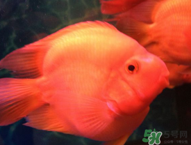 魚眼睛紅了怎么回事？魚眼睛變紅是什么原因？