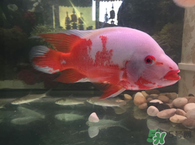 魚眼睛紅了怎么回事？魚眼睛變紅是什么原因？