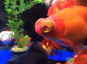 魚眼睛紅了怎么回事？魚眼睛變紅是什么原因？