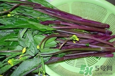 紅菜苔是苦的嗎？紅菜苔為什么有苦味？