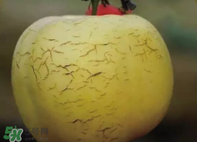 蘋果裂紋能吃嗎？蘋果裂紋是怎么回事？