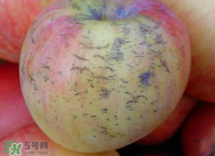 蘋果裂紋能吃嗎？蘋果裂紋是怎么回事？