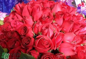 情人節送什么顏色的玫瑰花好？情人節送幾朵玫瑰花好？