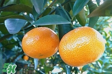 高血壓能吃橘子嗎？高血壓病人可以吃橘子嗎？