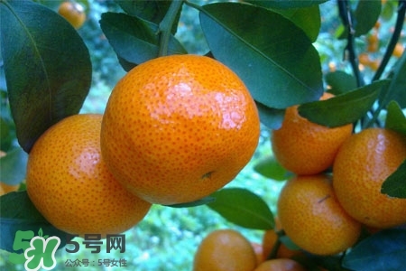 蜜桔上火嗎？蜜桔吃多了上火嗎？