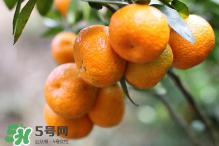 孕婦可以吃蜜桔嗎？懷孕了能吃蜜桔嗎？