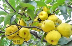 冬天吃梨子太冰怎么辦？冬天怎么吃梨子不冰？