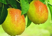 來月經(jīng)可以吃香梨嗎？月經(jīng)期間可以吃香梨嗎？