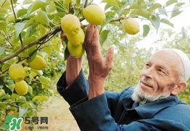 香梨吃多了會(huì)怎樣？香梨一天可以吃幾個(gè)？