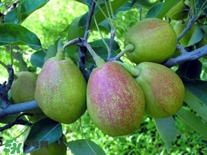 香梨吃多了會(huì)怎樣？香梨一天可以吃幾個(gè)？