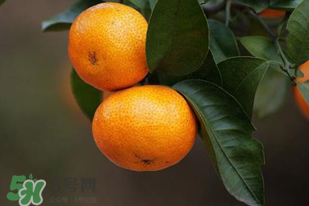 橘子變苦是怎么回事？橘子為什么會變苦？