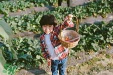 孕婦可以去摘草莓嗎？懷孕了能去摘草莓嗎？