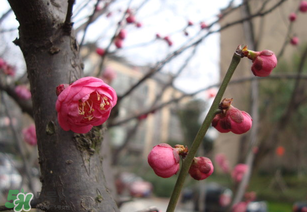立春后種什么花？立春時(shí)開(kāi)的花有哪些？