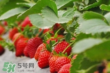 現(xiàn)摘的草莓有農(nóng)藥嗎？怎么辨別草莓打過(guò)農(nóng)藥？