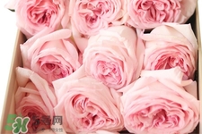 roseonly可以保存多久？roseonly能放多長時間？