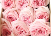 roseonly鮮花怎么保養(yǎng)？roseonly永生花怎么保養(yǎng)？