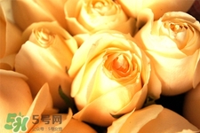 情人節可以送黃玫瑰嗎？情人節送黃玫瑰好嗎？