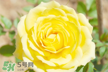 情人節可以送黃玫瑰嗎？情人節送黃玫瑰好嗎？