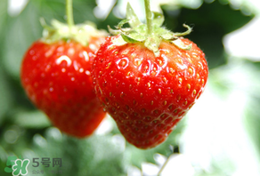 小孩咳嗽可以吃草莓嗎？小孩發燒可以吃草莓好？