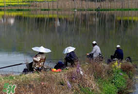 初春什么時候可以釣魚？初春釣魚技巧