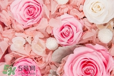 玫瑰花放在水里怎么養？玫瑰花插水里怎么養？