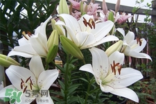 百合花怎么養？百合花在家怎么養？