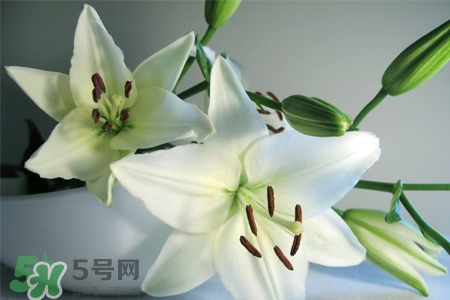 百合要曬太陽(yáng)嗎？水養(yǎng)百合要曬太陽(yáng)嗎？