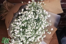 滿天星在花瓶里怎么養？滿天星買回來要養水嗎？