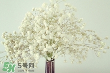 滿天星在花瓶里怎么養？滿天星買回來要養水嗎？