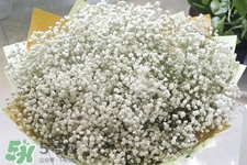 滿天星在花瓶里怎么養？滿天星買回來要養水嗎？