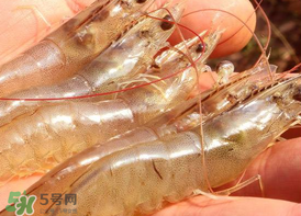 凍蝦發黑能吃嗎？變黑的凍蝦還能吃嗎？