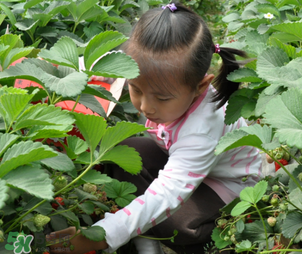三亞哪里可以摘草莓？三亞摘草莓在哪里？