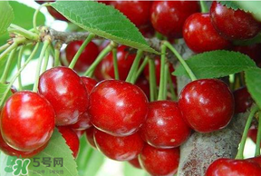 美早和黑珍珠哪個好吃？美早和黑珍珠的區別