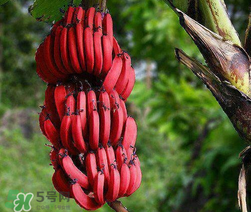 紅香蕉多少錢一斤？南洋紅香蕉多少錢一斤？