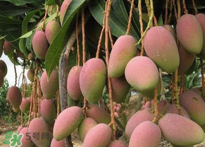 青芒果切開沒熟怎么辦？芒果沒熟切開了怎么辦？